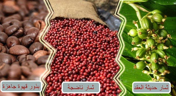 شجرة القهوة (البن)