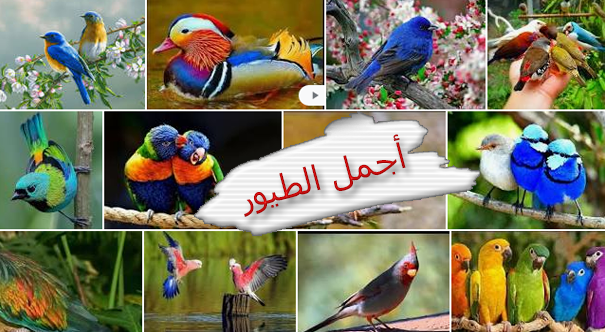 أجمل الطيور في العالم
