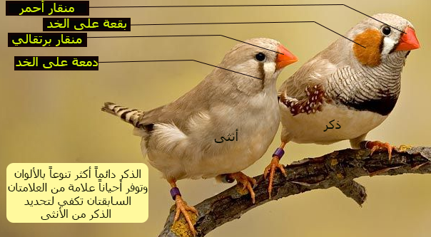 الفرق بين الذكر والأنثى بطائر الزيبرا