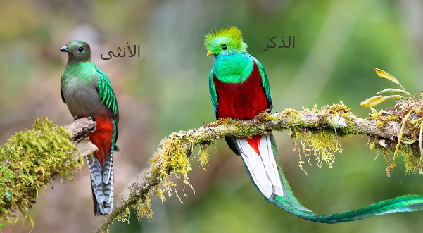 طائر الكيتزال البراق
