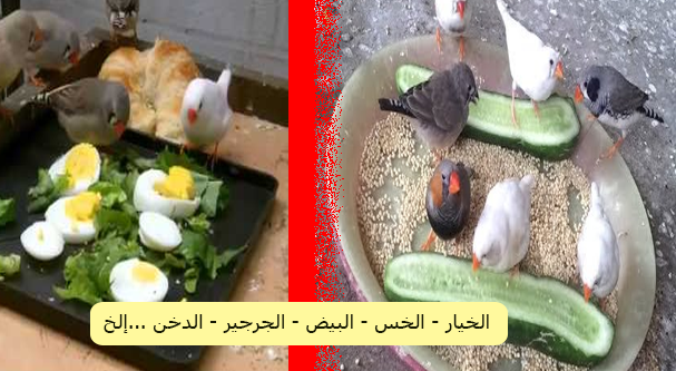 غذاء عصافير الزيبرا