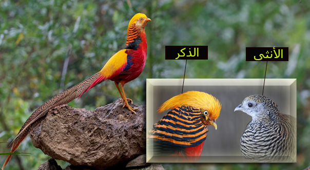 أجمل الطيور في أسيا