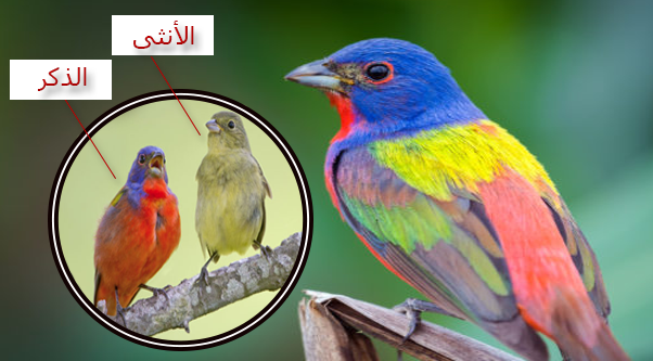 أجمل العصافير