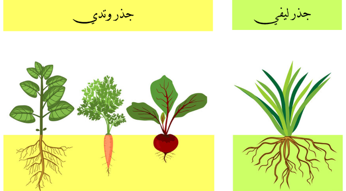 الجذور الوتدية