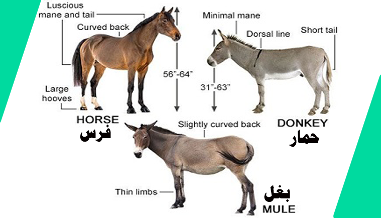البغل