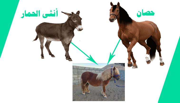 النغل - البوني - السيسي