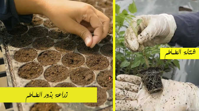 زراعة الطماطم بالتفصيل