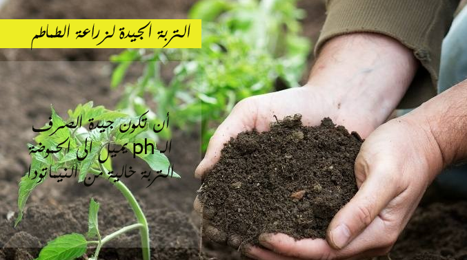 زراعة الطماطم