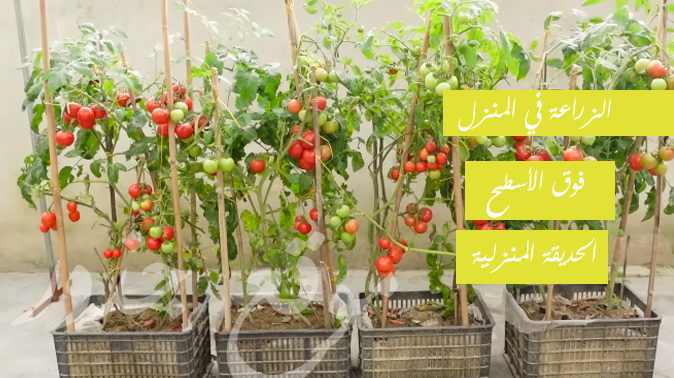زراعة الطماطم فوق الاسطح