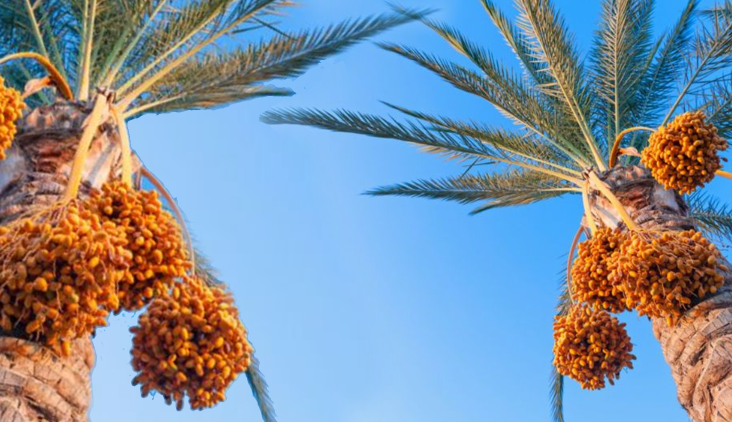 طريقة زراعة النخيل بالصور