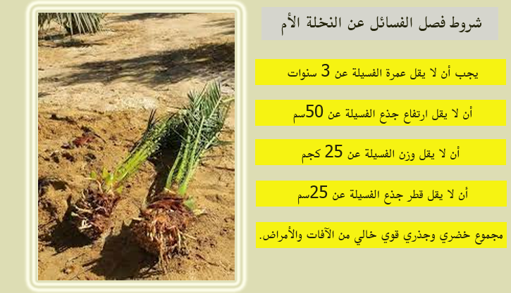شروط الفسائل المفصولة
