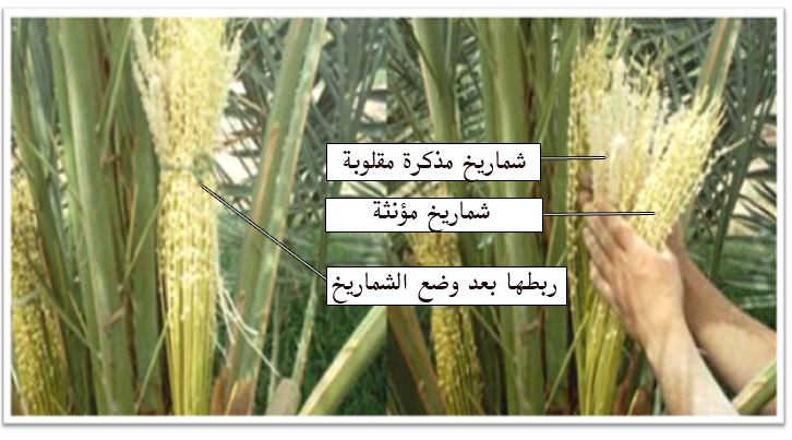 طريقة تلقيح النخيل
