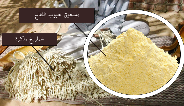 حبوب لقاح النخيل