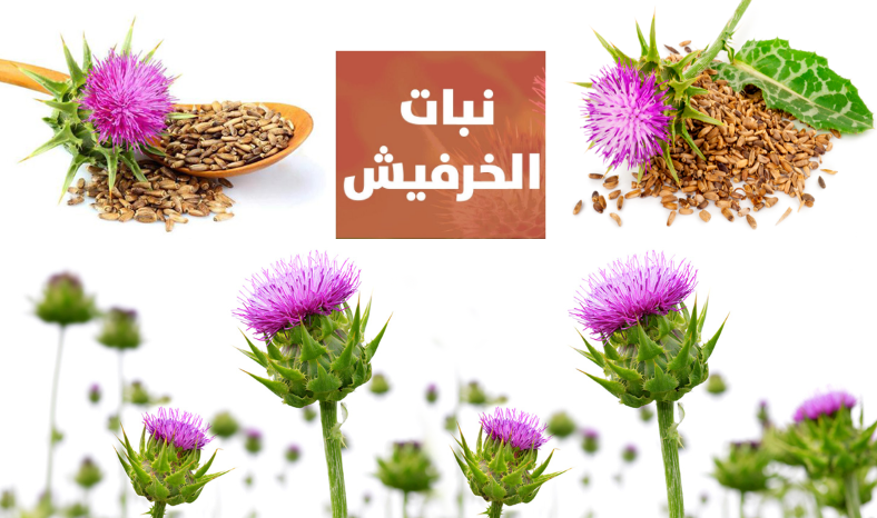 فوائد نبات الخرفيش (شوك الجمل)